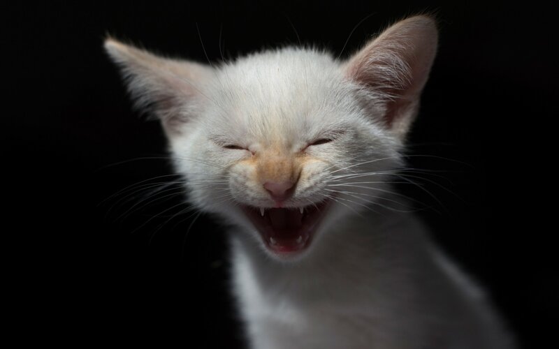 White Kitten Yawning — Dramatic