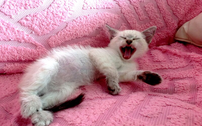 White Kitten Yawning — Pink