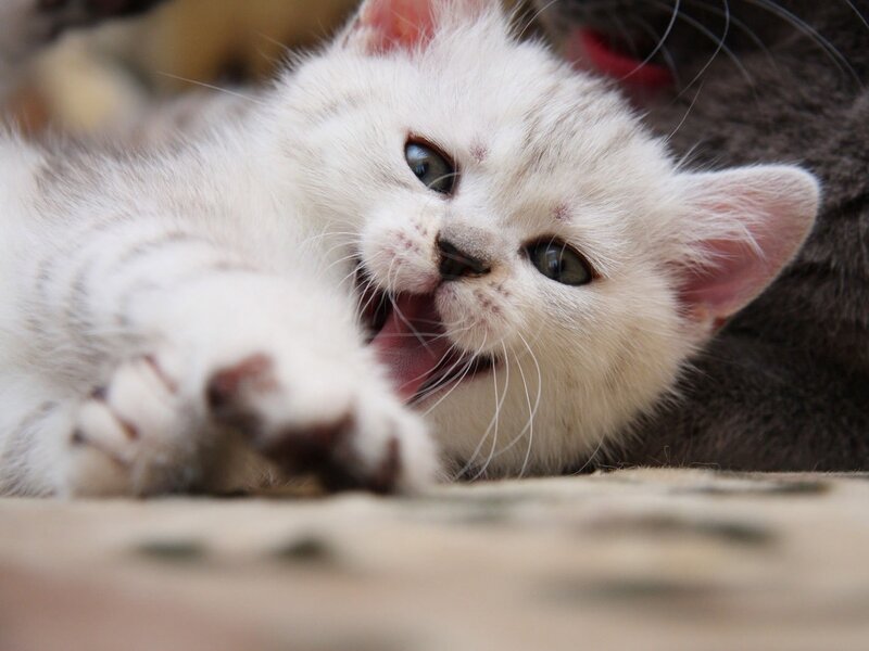 White Kitten Yawning — Playful