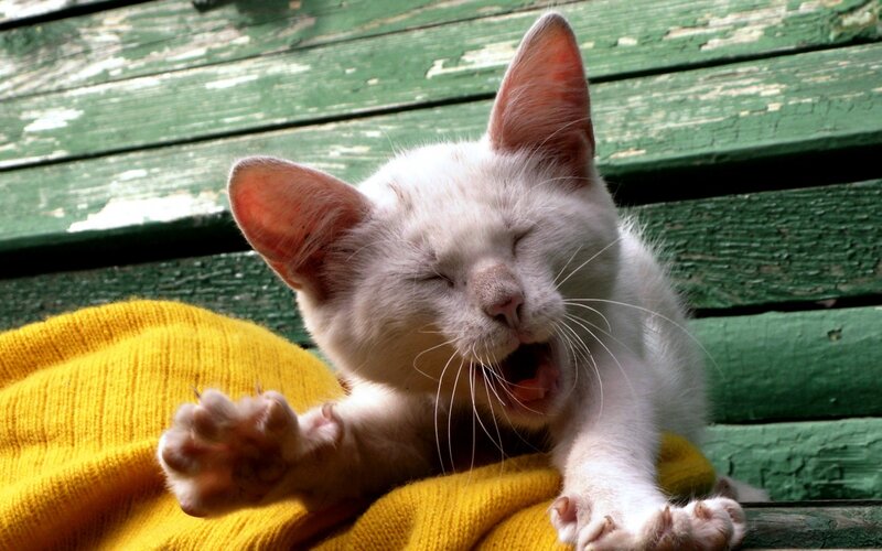 White Kitten Yawning — Relaxed, Afternoon