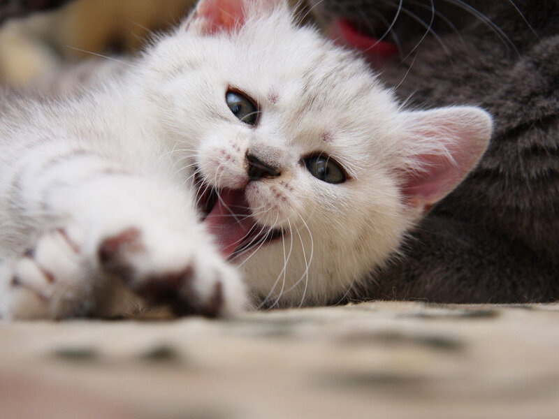 White Kitten Yawning