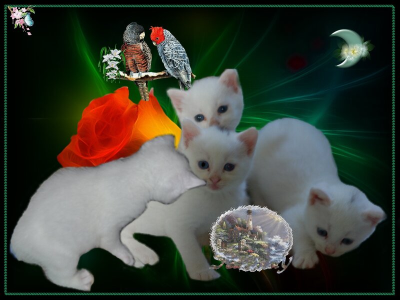 White Kittens and Birds