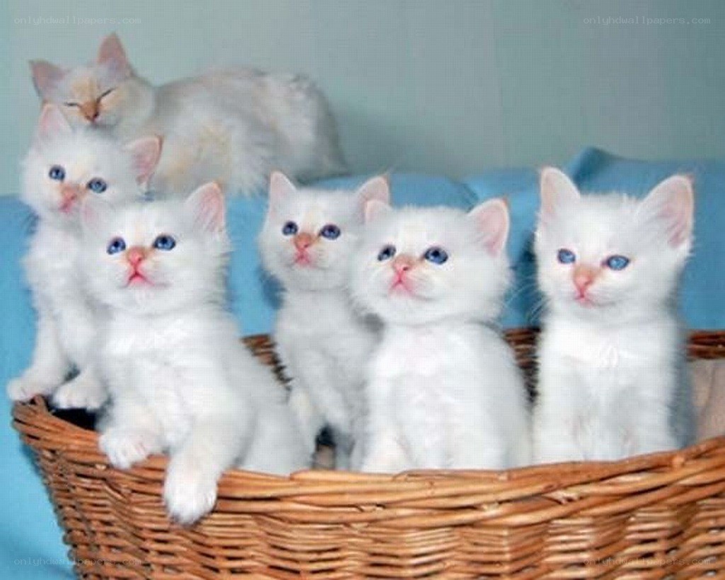 White kittens in a basket