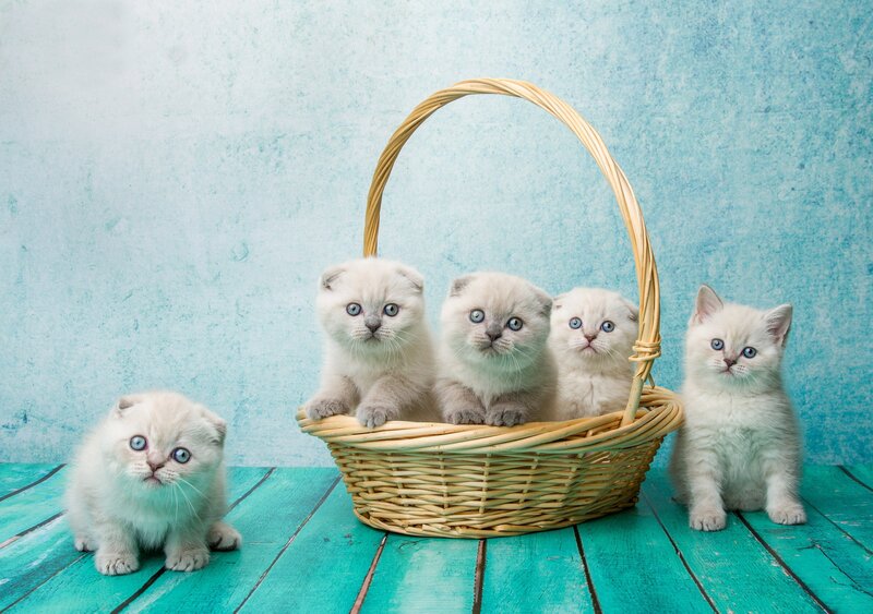 White Kittens in Basket — Blue