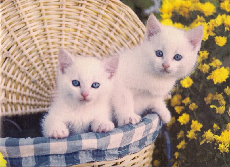 White Kittens in Basket — Calm, Afternoon
