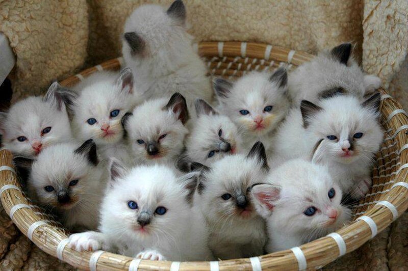 White Kittens in Basket — Calm, Photograph, Fabric