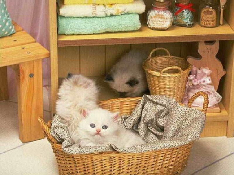 White Kittens in Basket — Calm, Photograph, Shelves