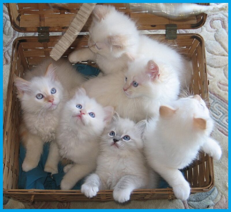 White Kittens in Basket — Calm, Photograph