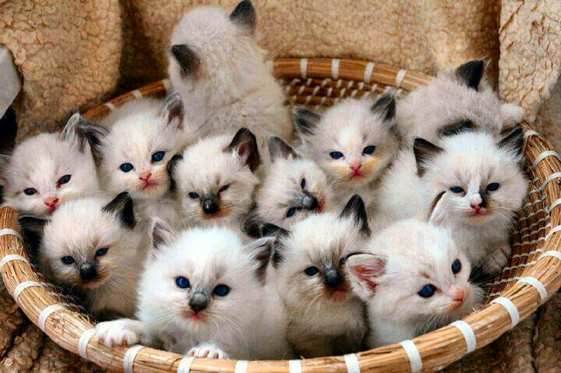 White Kittens in Basket — Calm, Photograph, Wool
