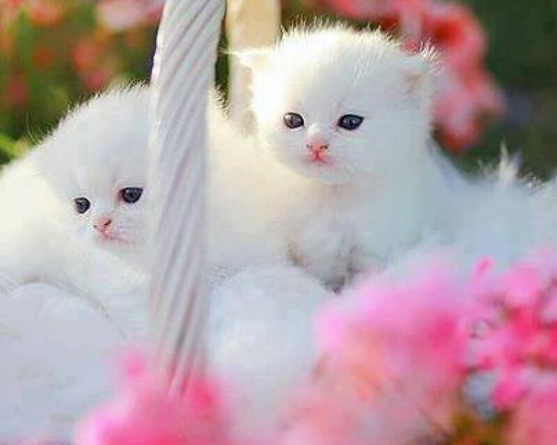 White Kittens in Basket — Calm, Spring