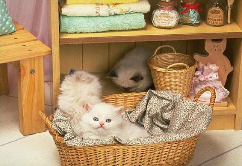 White Kittens in Basket — Calm