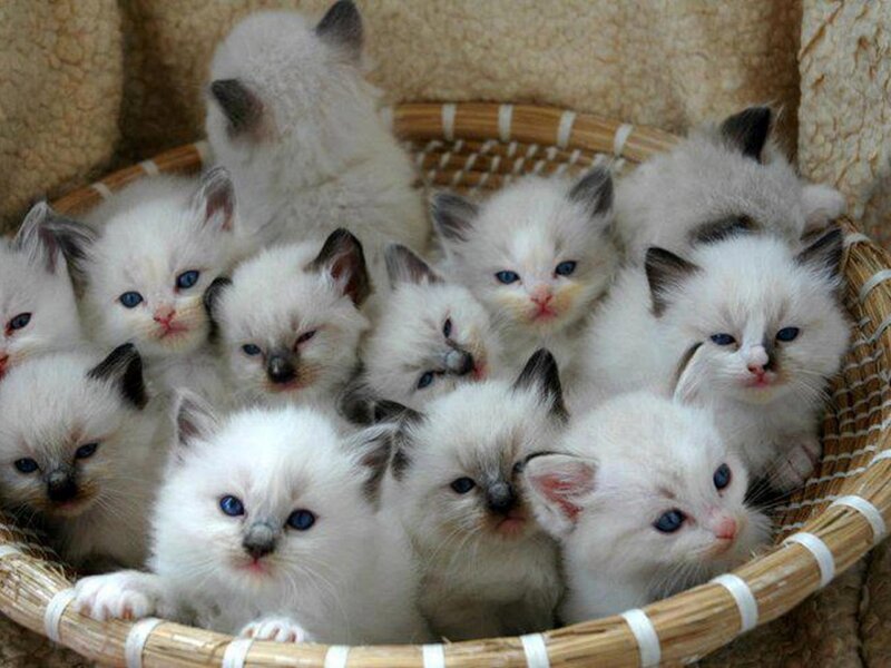 White Kittens in Basket — Cute, Photograph