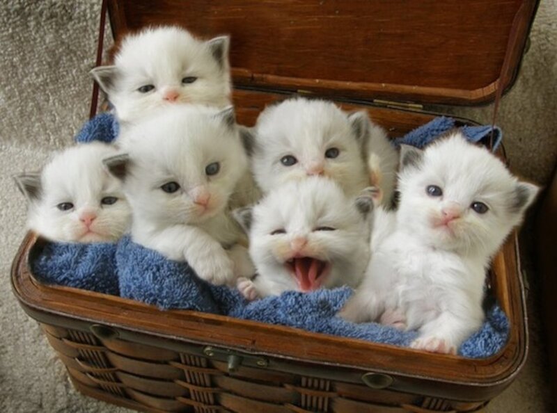 White Kittens in Basket — Cute, Photograph, Towel