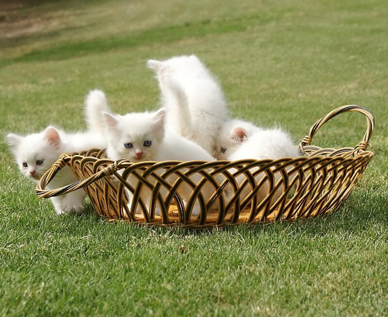 White Kittens in Basket — Peaceful