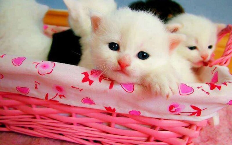 White Kittens in Basket — Pink