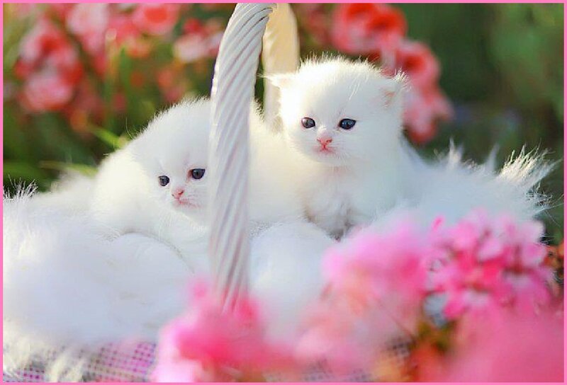 White Kittens in Basket — Serene, Spring