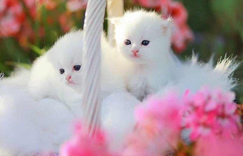 White Kittens in Basket — Serene