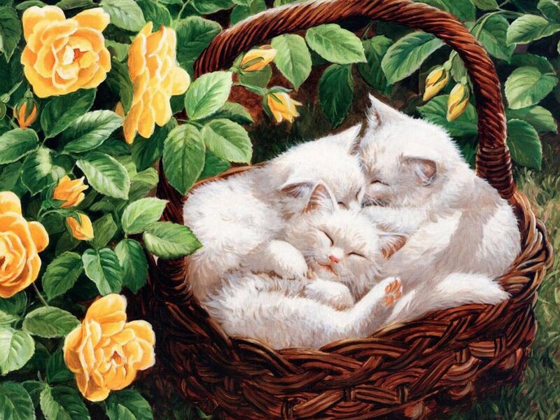 White Kittens in Basket