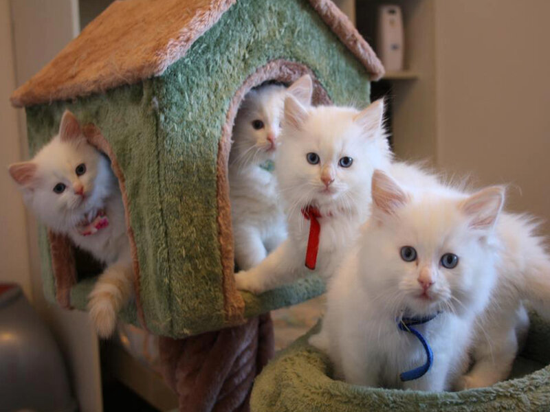 White Kittens in Cat House