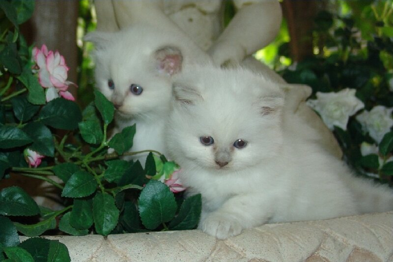 White Kittens in Flowers