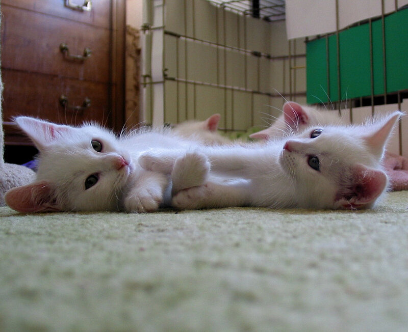 White Kittens Lying Down