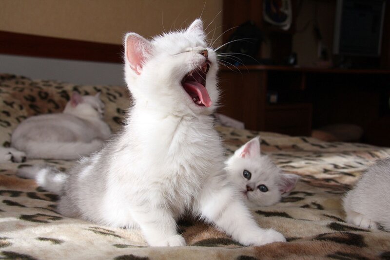 White kittens on a bed