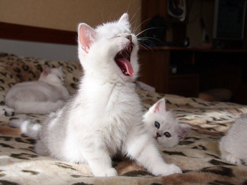 White kittens on a bed