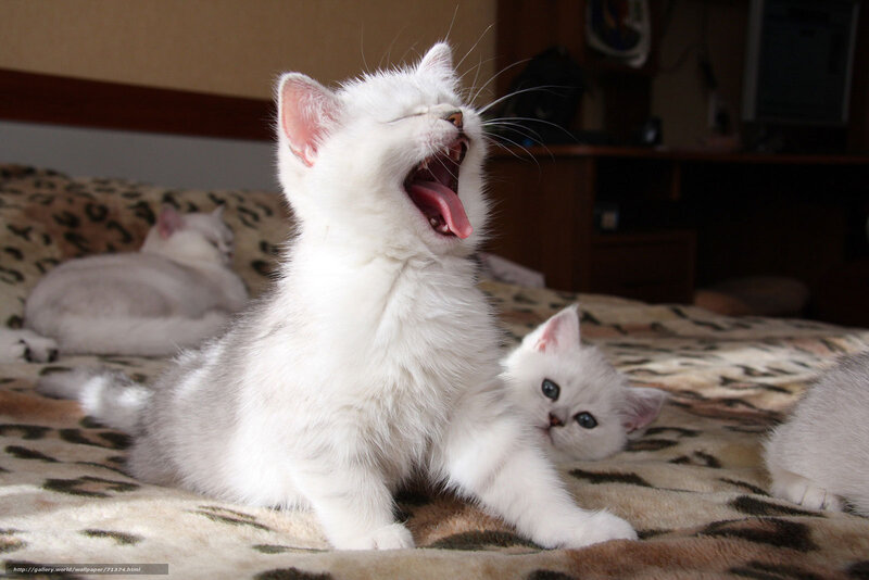 White kittens on a bed
