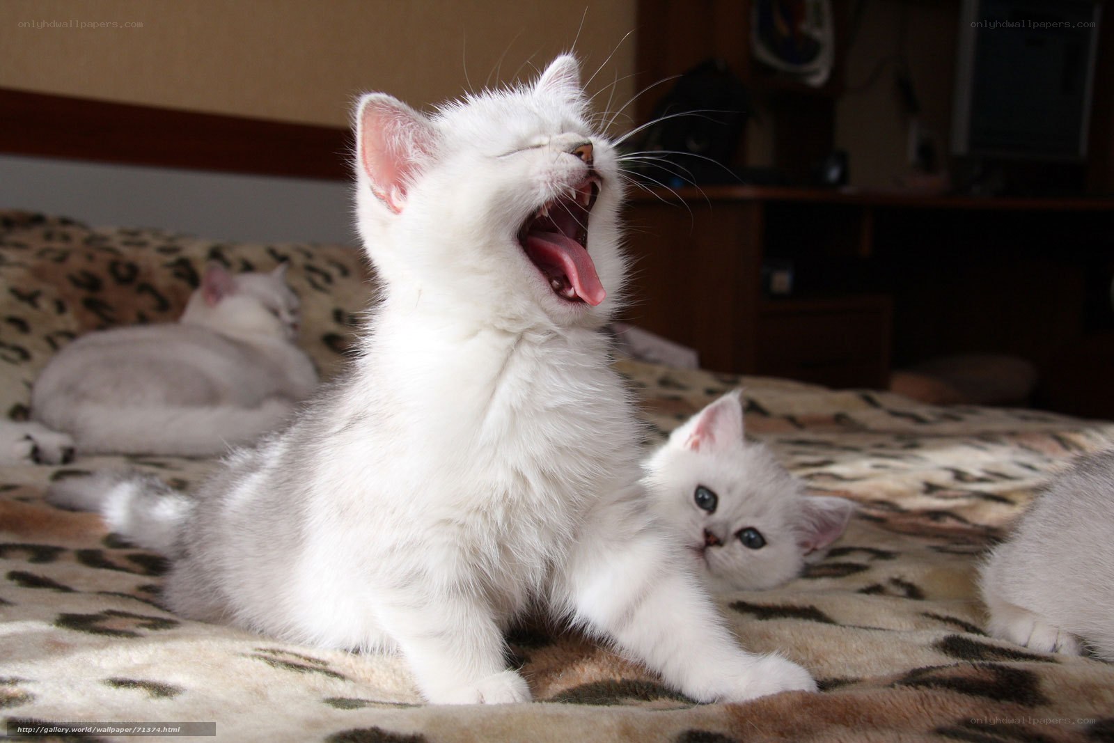 White kittens on a bed