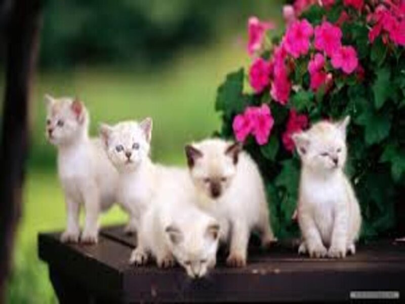 White Kittens on Bench — Calm