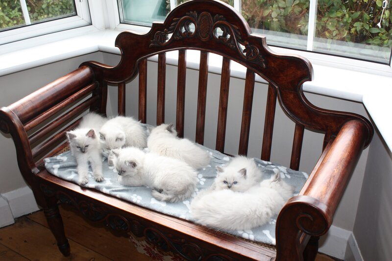 White Kittens on Bench