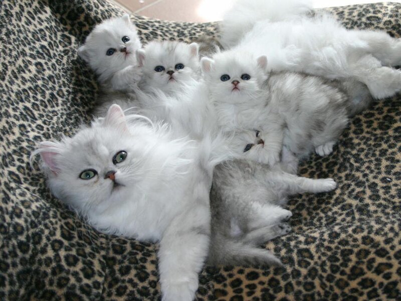 White Kittens on Blanket — Calm, Photograph