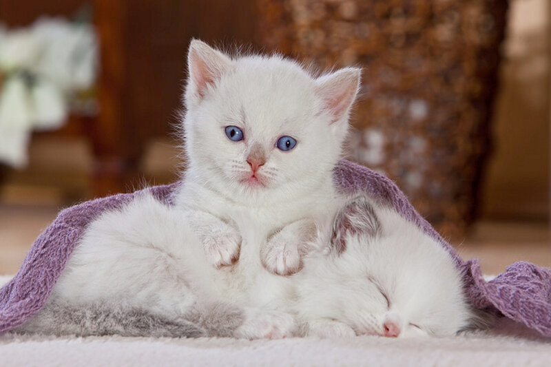 White Kittens on Blanket — Calm
