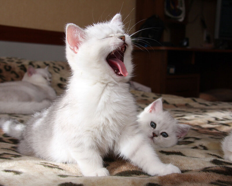 White Kittens on Blanket — Playful