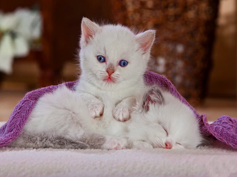 White Kittens on Blanket