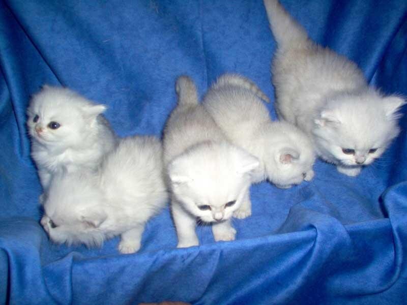 White Kittens on Blue — Calm