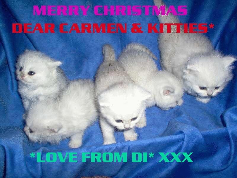 White Kittens on Blue