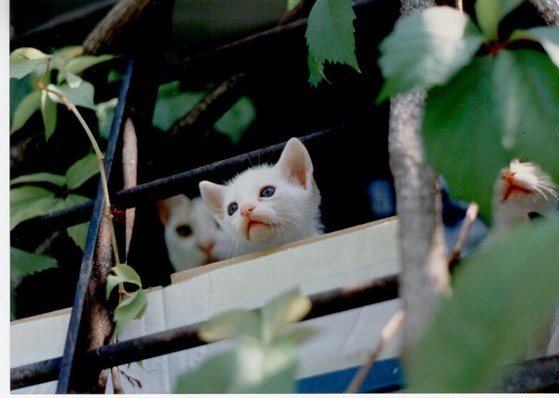 White kittens peeking through foliage