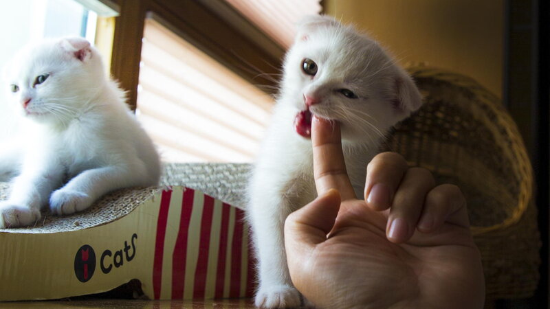 White Kittens Playing — Playful, Morning