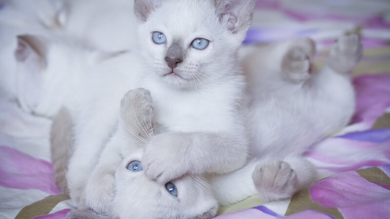 White Kittens Playing — Playful, Photograph, Bedding