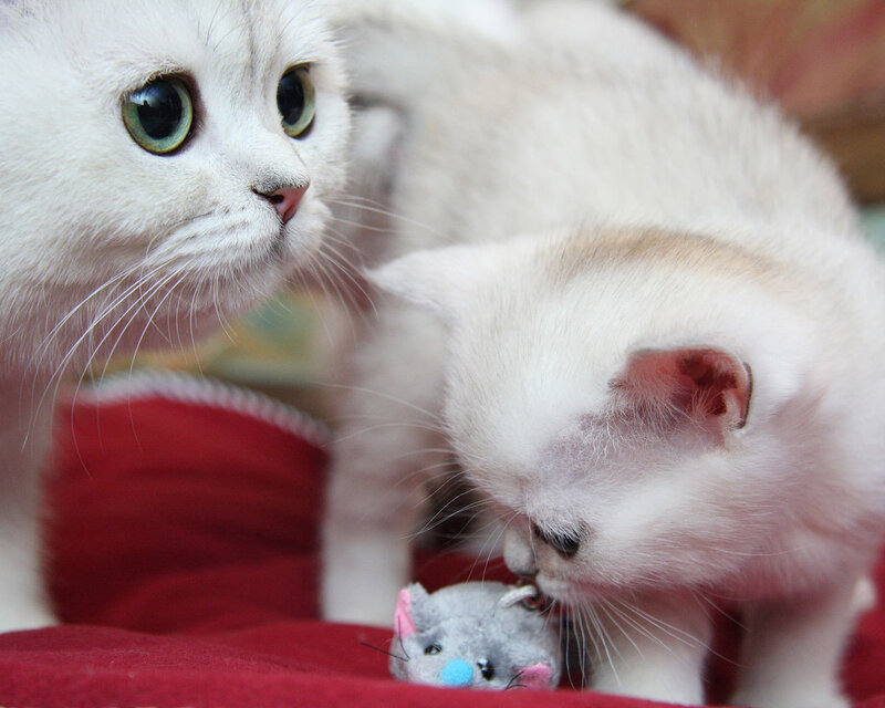 White Kittens Playing — Playful