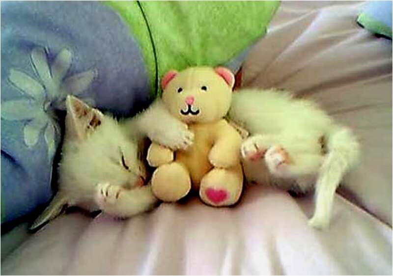 White Kittens Sleeping