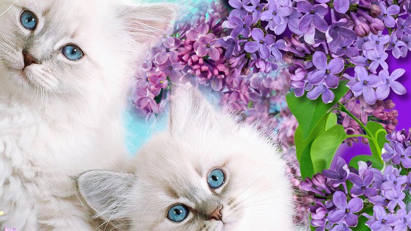 White Kittens with Blue Eyes — Serene