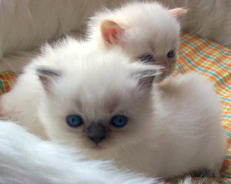 White Kittens with Blue Eyes