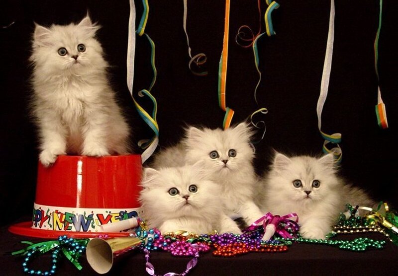 White Kittens with Party Hats