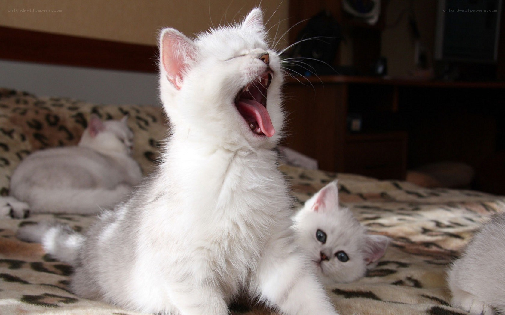 White kittens yawning on bed