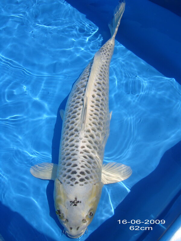 white koi fish in blue water