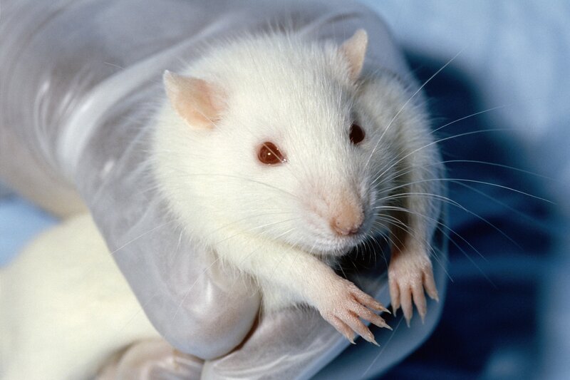 white lab rat being held