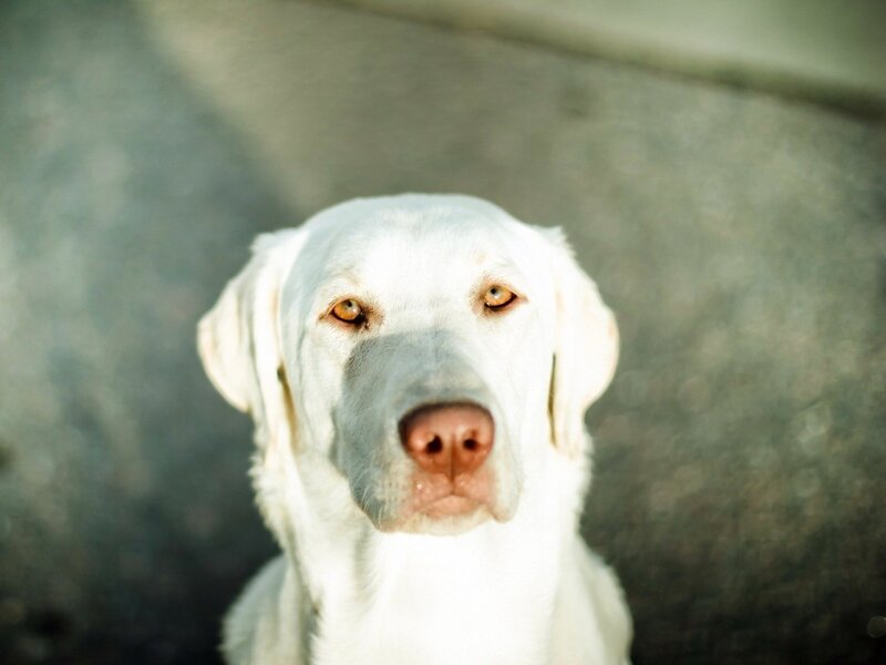 White Labrador Dog — Calm, Afternoon, Photograph, Eyes, Nose, Brown