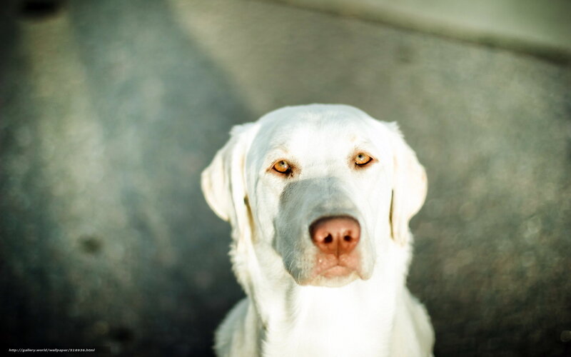White Labrador Dog — Calm, Afternoon, Photograph